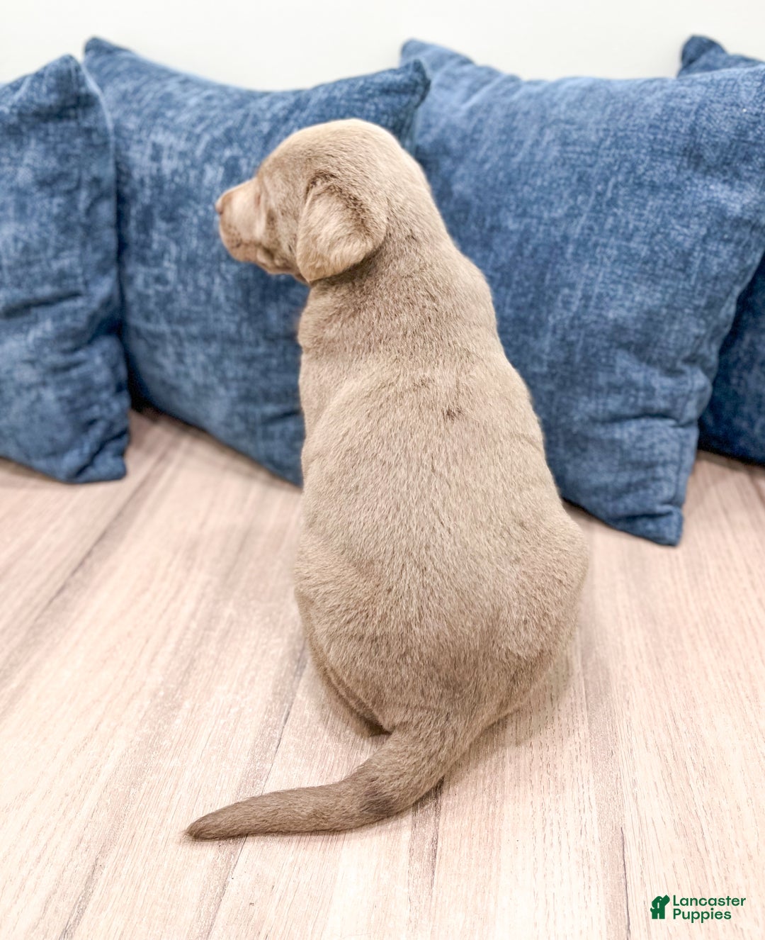 Labrador Retriever dogs for sale: Shadow - Ad 5