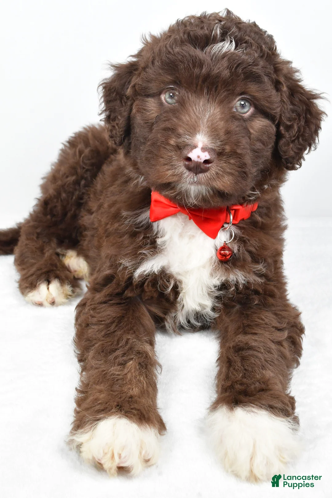 Mini Aussiedoodle dogs for sale: Shadow - Ad 6
