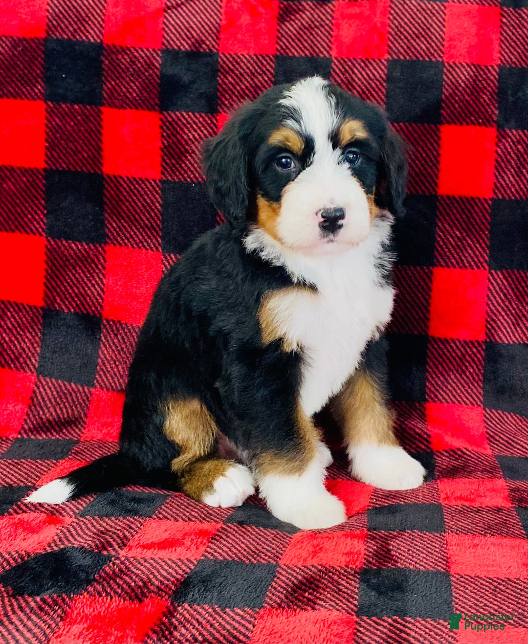Bernedoodle dogs for sale: Princess - Ad 2