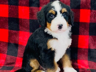 Bernedoodle dogs Princess - Ad 6