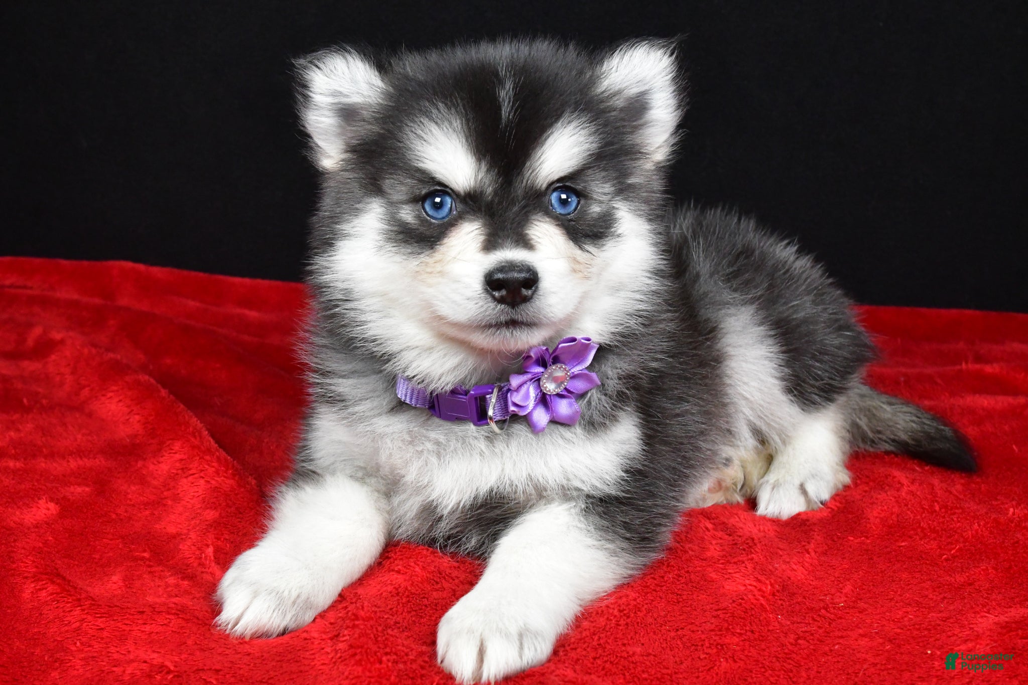 Pomsky dogs Jana - Ad 1