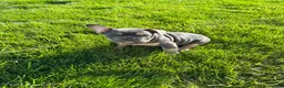 French Bulldog dogs for sale: Snoot - Ad 4