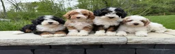 Miniature Poodle dogs for sale: Rory  - Ad 10
