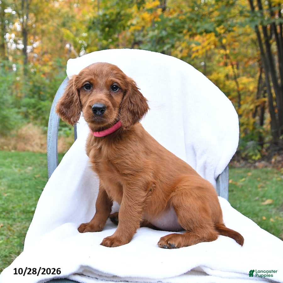 Irish Setter dogs for sale: Calypso - Ad 2