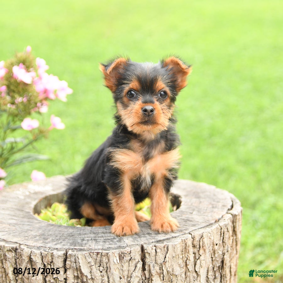 Yorkshire Terrier dogs Angel - Ad 2
