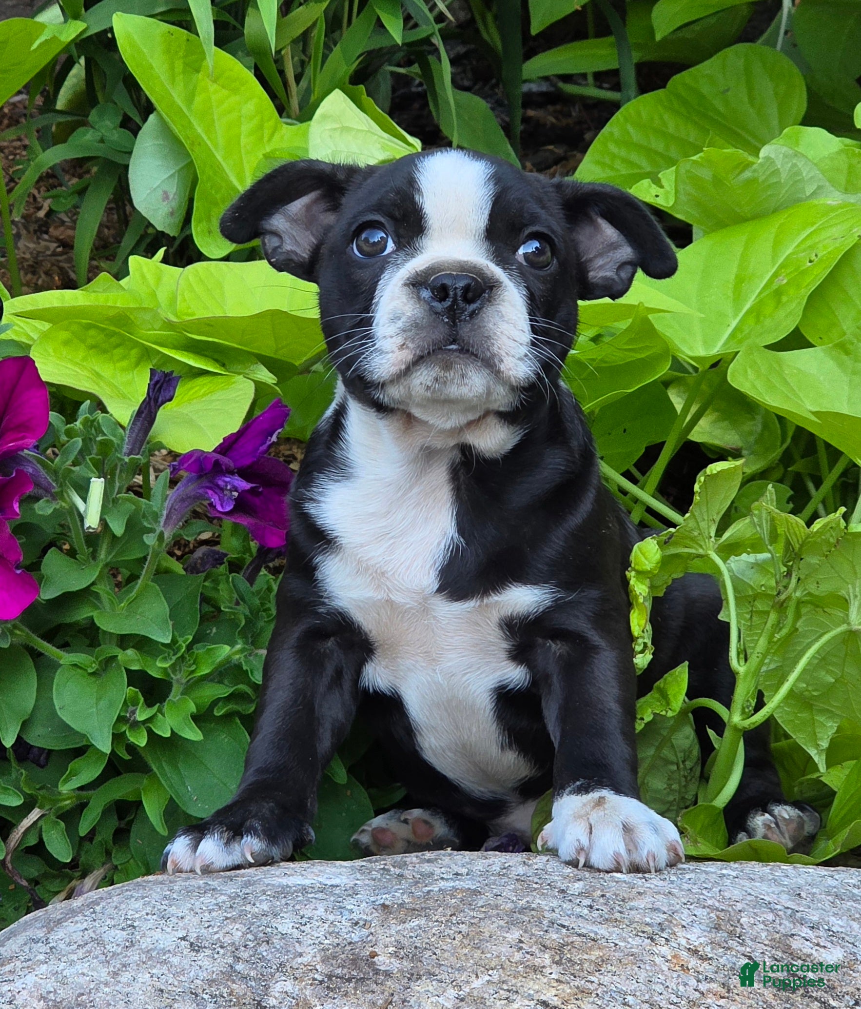 Boston Terrier dogs Rosie - Ad 2