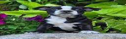 Boston Terrier dogs for sale: Rosie - Ad 2