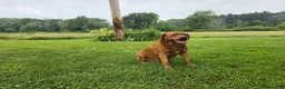 Labrador Retriever dogs for stud: Barney - Ad 7