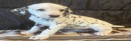 Dalmatian dogs for sale: Daffodil - Ad 3