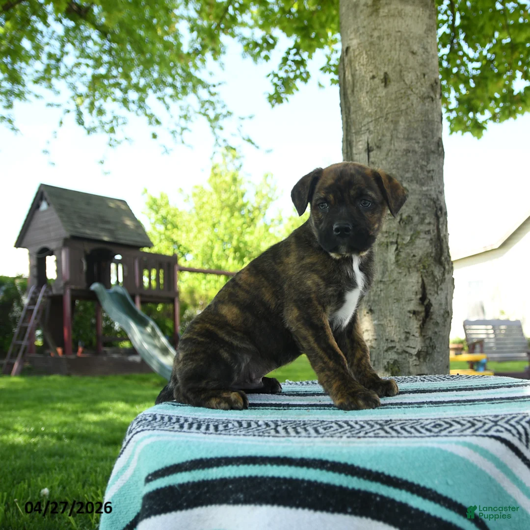 Mixed Breed dogs for sale: Rocky - Ad 2