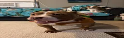 Mixed Breed dogs for sale: Gemma - Ad 6