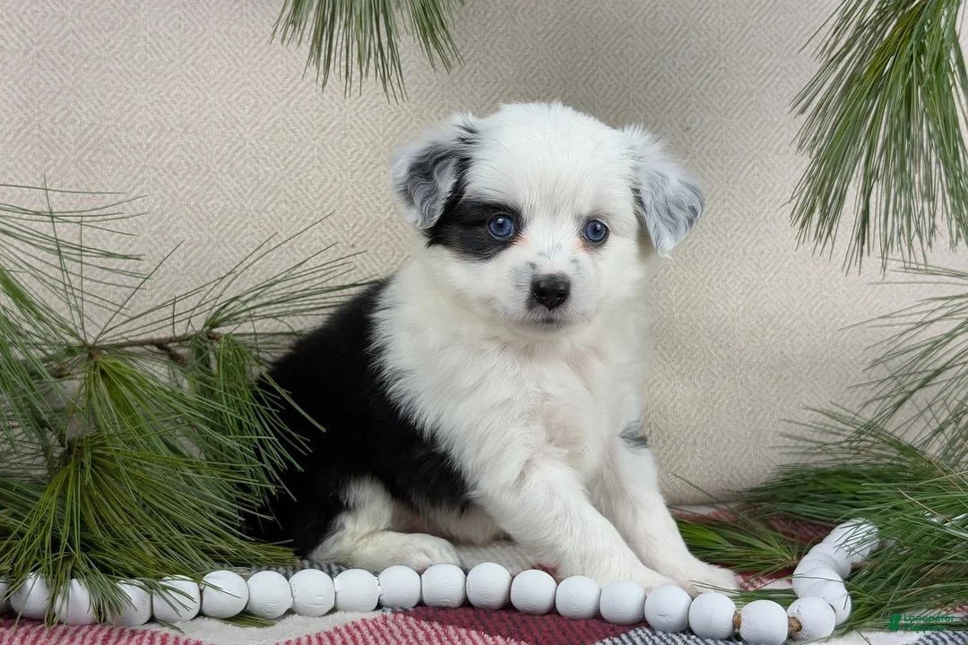 Toy Australian Shepherd dogs for sale: Brandi - Ad 18