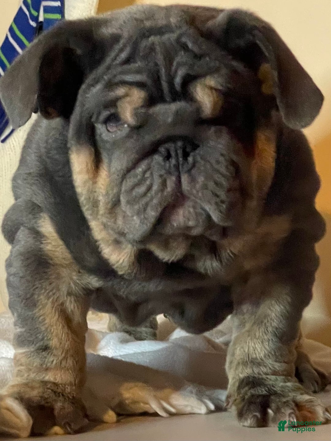 English Bulldog dogs for sale: Smoothie - Ad 2