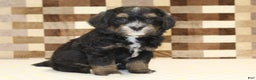 Mini Bernedoodle dogs for sale: Romeo - Ad 4