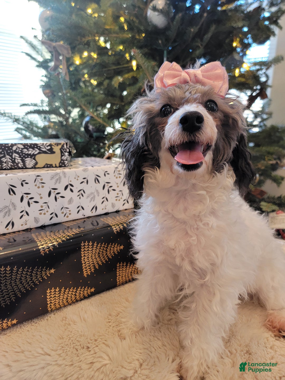 Toy Poodle dogs for sale: Toy Poodle Puppy 1 - Ad 2