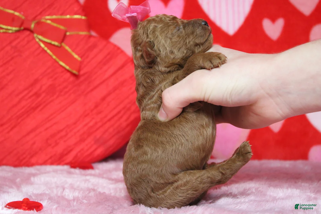 Goldendoodle dogs for sale: Pepper - Ad 9