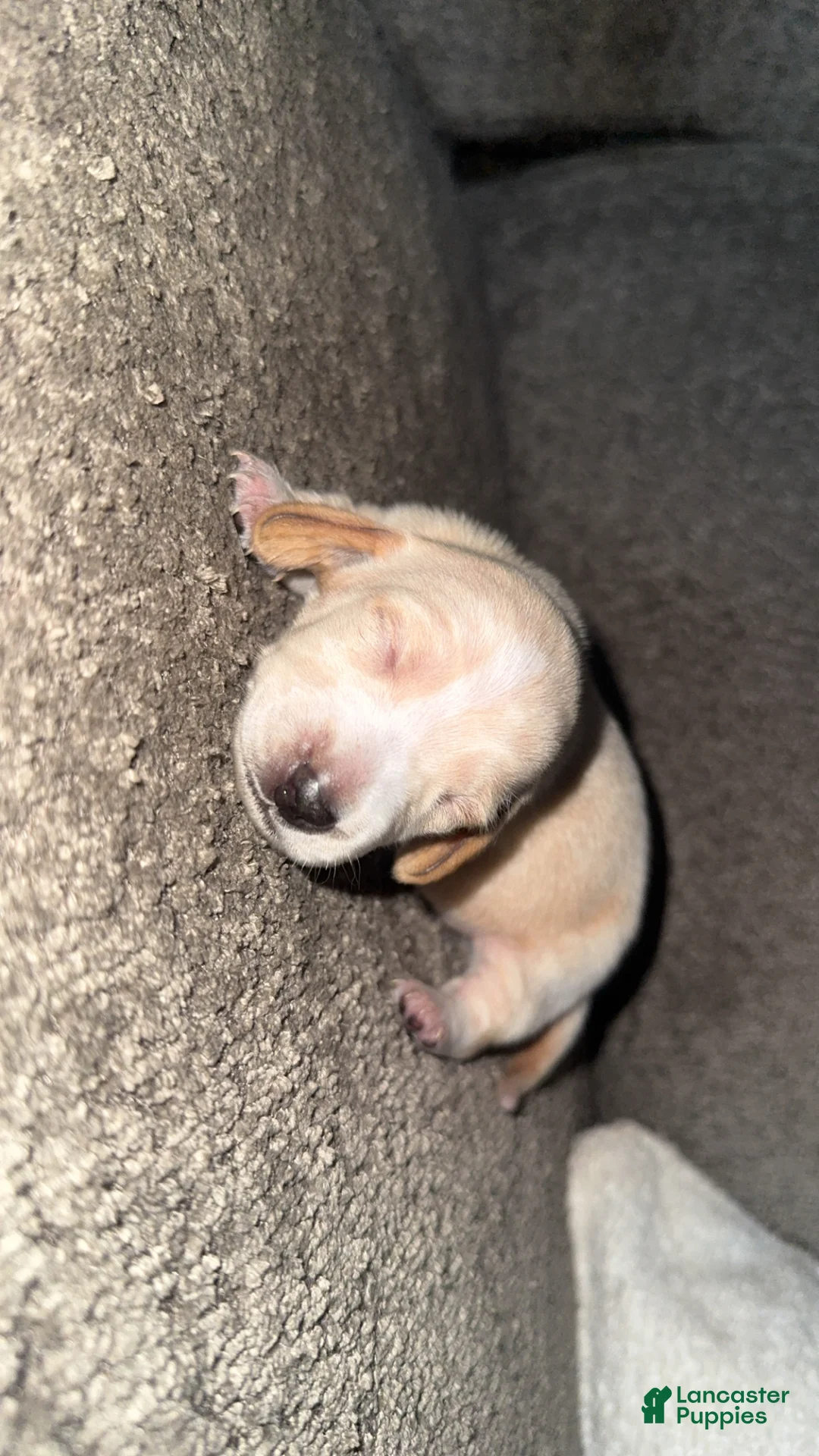 Dachshund dogs for sale: Dachshund Puppy 5 - Ad 2