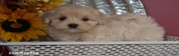 Maltipoo dogs for sale: Roy - Ad 1
