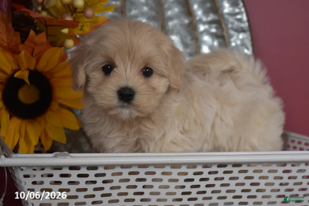 Maltipoo dogs for sale: Roy - Ad 1