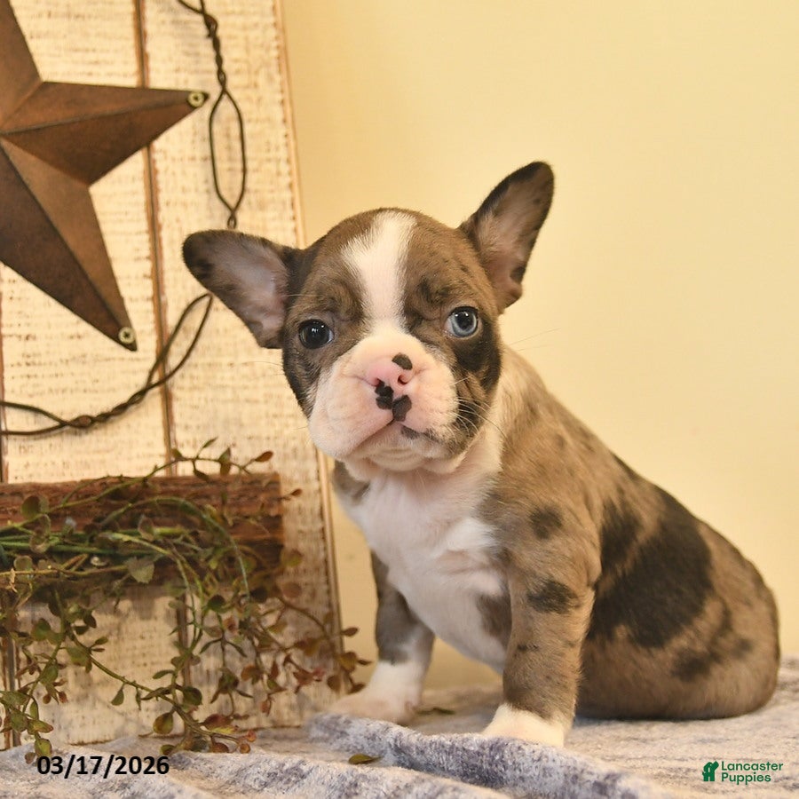 Boston Terrier dogs Daisy  - Ad 2
