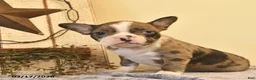 Boston Terrier dogs for sale: Daisy  - Ad 2