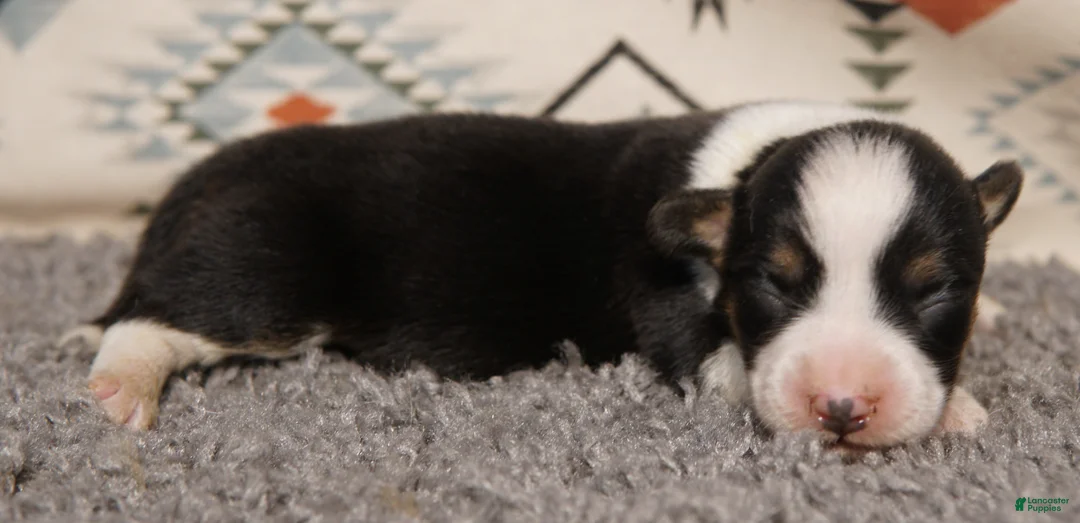 Welsh Corgi Pembroke dogs for sale: Ella - Ad 2