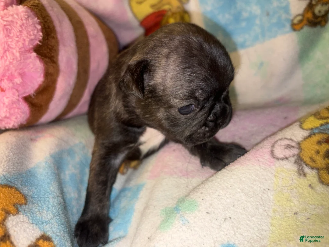 French Bulldog dogs for sale: Britney brindle  - Ad 2