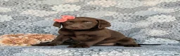 Labrador Retriever dogs for sale: Belinda - Ad 4
