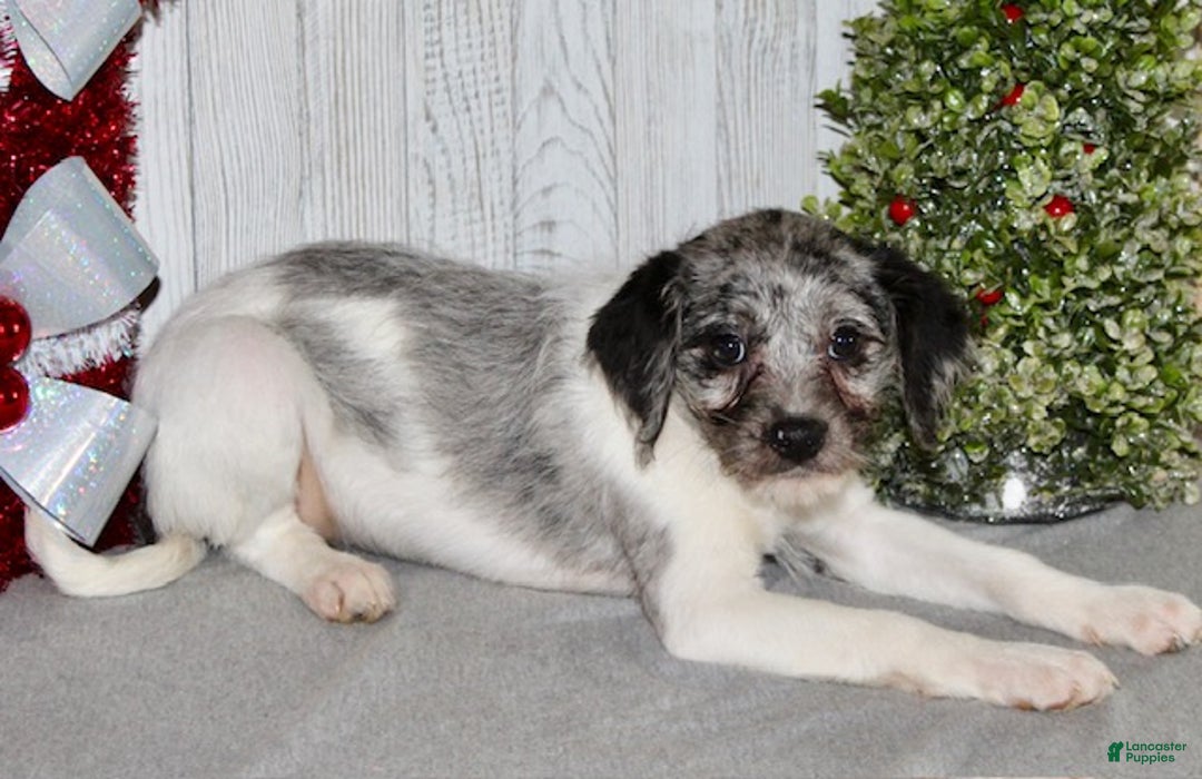 Mixed Breed dogs for sale: Bella - Ad 5