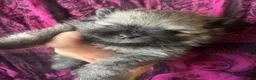 Pomeranian dogs for sale: Lara - Ad 6