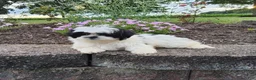 Shih Tzu dogs for sale: Teddy - Ad 12