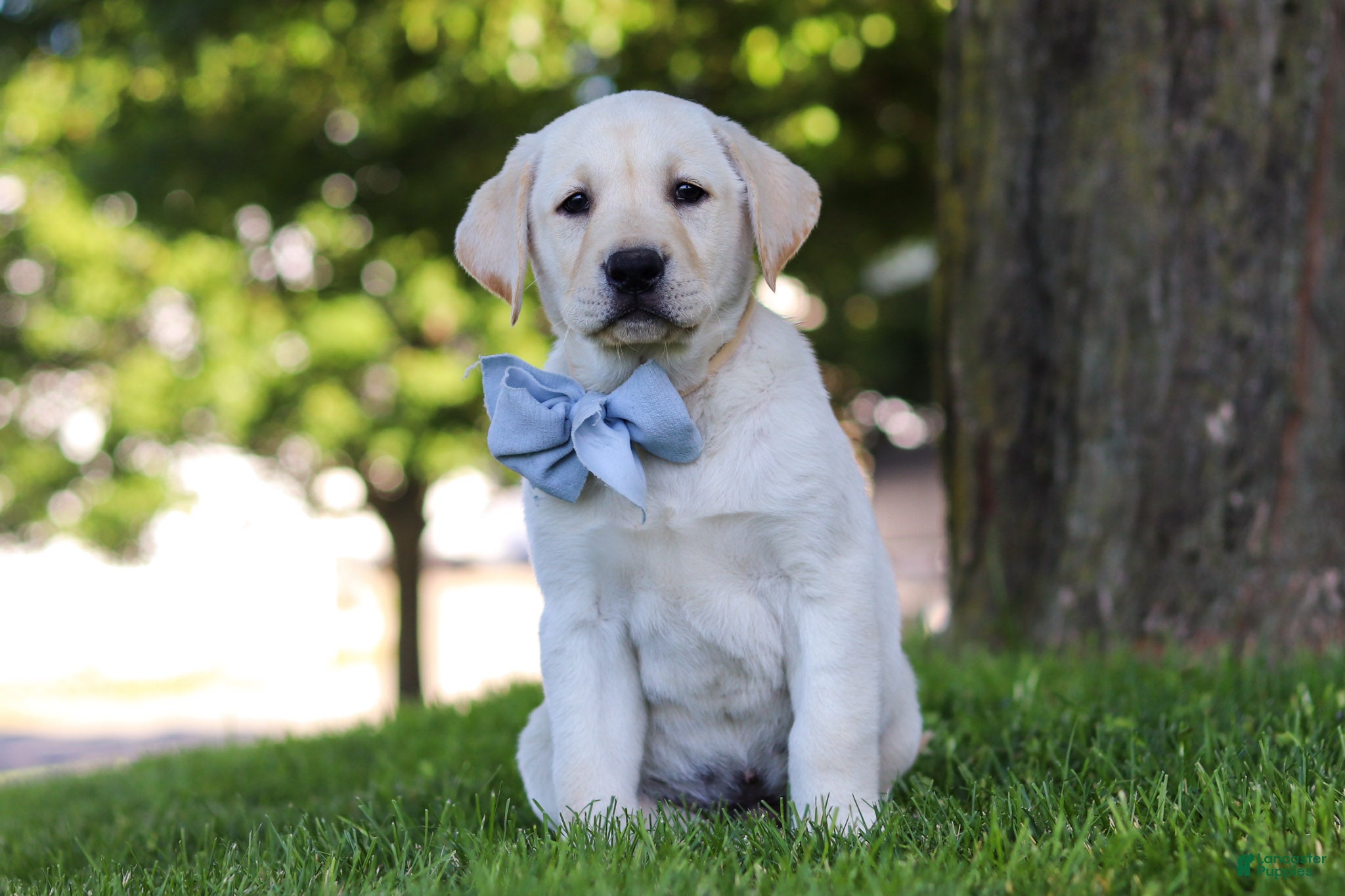Labrador Retriever dogs for sale: Bert - Ad 4