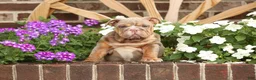 English Bulldog dogs for sale: Pumpkin - Ad 2