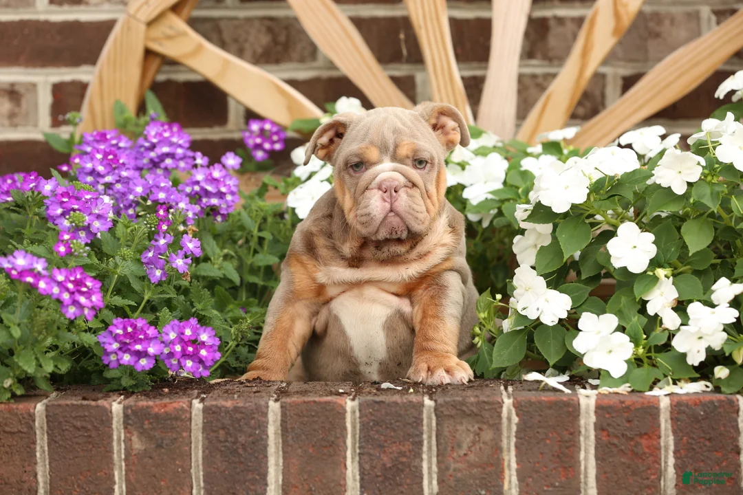 English Bulldog dogs for sale: Pumpkin - Ad 2