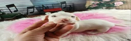 Dachshund dogs for sale: Nationwide delivery. Sugar pies white girl with blue eyes - Ad 8