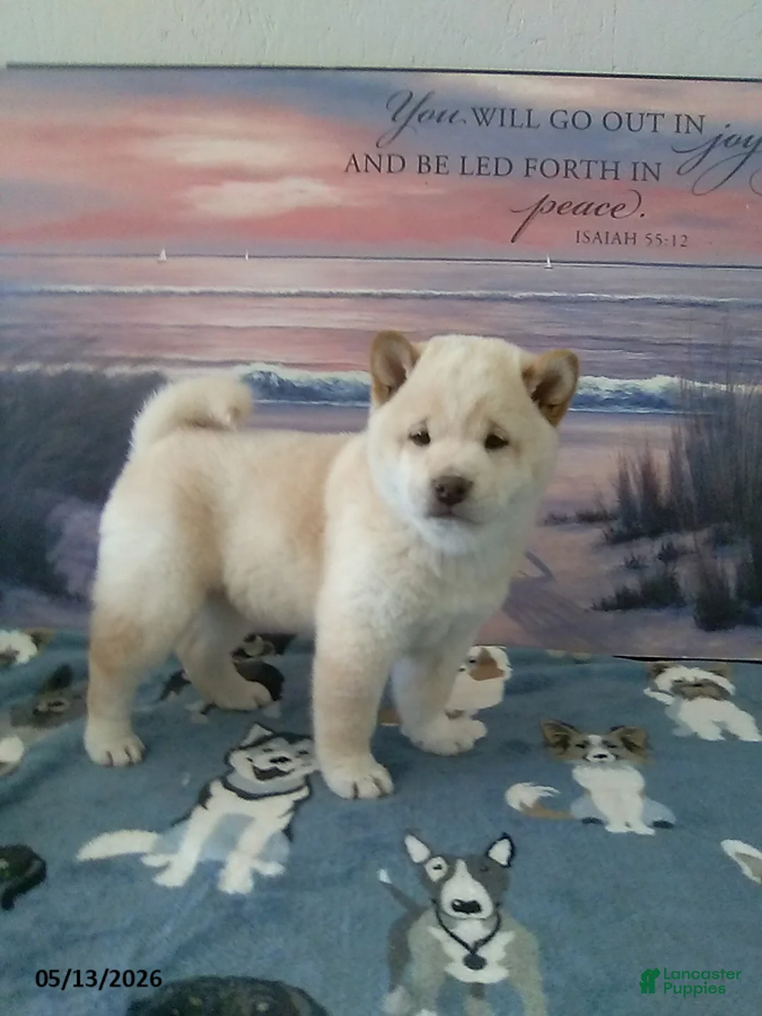 Shiba Inu dogs for sale: Frisky - Ad 1