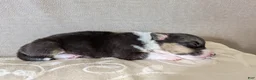 Welsh Corgi Pembroke dogs for sale: Lichen  - Ad 1