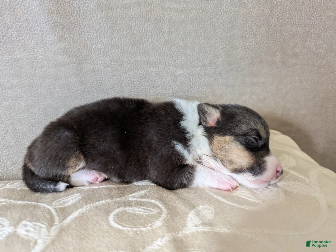 Welsh Corgi Pembroke dogs for sale: Lichen  - Ad 1
