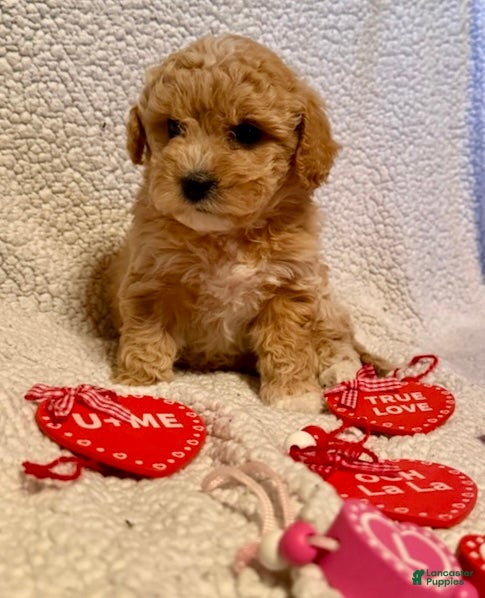 Bichpoo dogs Buckeye - Ad 41