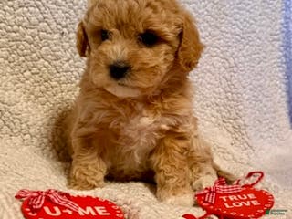 Bichpoo dogs Buckeye - Ad 3