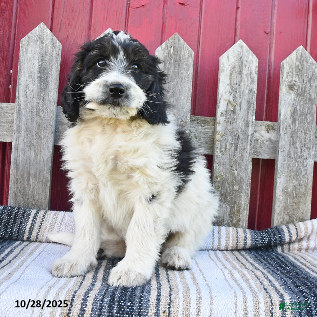 Bernedoodle dogs for sale: Max - Ad 6