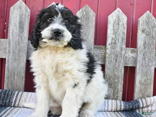 Bernedoodle dogs - Ad 19