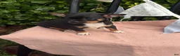 Chihuahua dogs for sale: Lacey - Ad 5