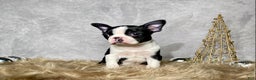 Boston Terrier dogs for sale: Jasper - Ad 4