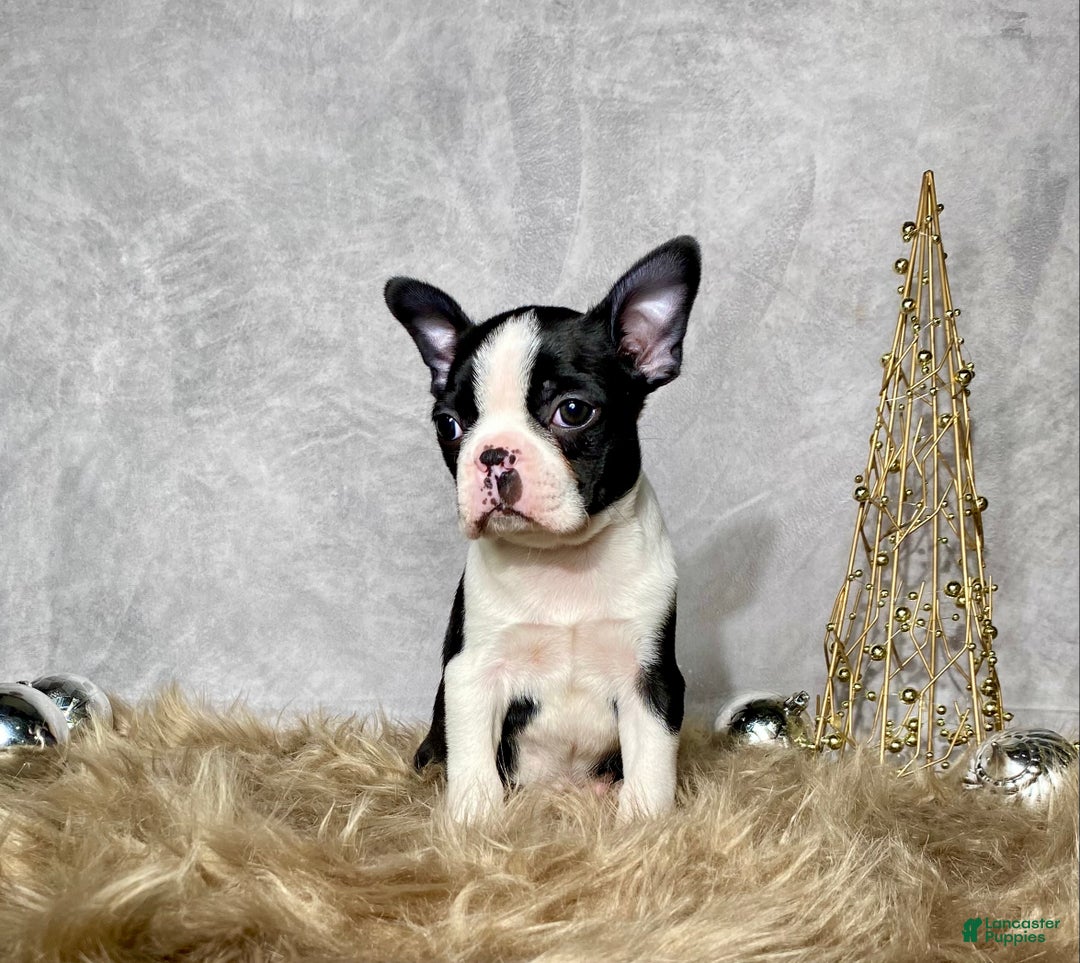 Boston Terrier dogs for sale: Jasper - Ad 4