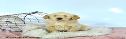 Golden Retriever dogs for sale: Daisy - Ad 3
