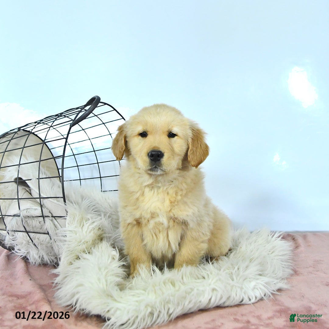 Golden Retriever dogs for sale: Daisy - Ad 3
