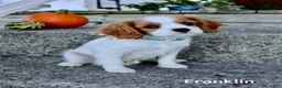 Cavalier King Charles Spaniel dogs for sale: Franklin - Ad 3
