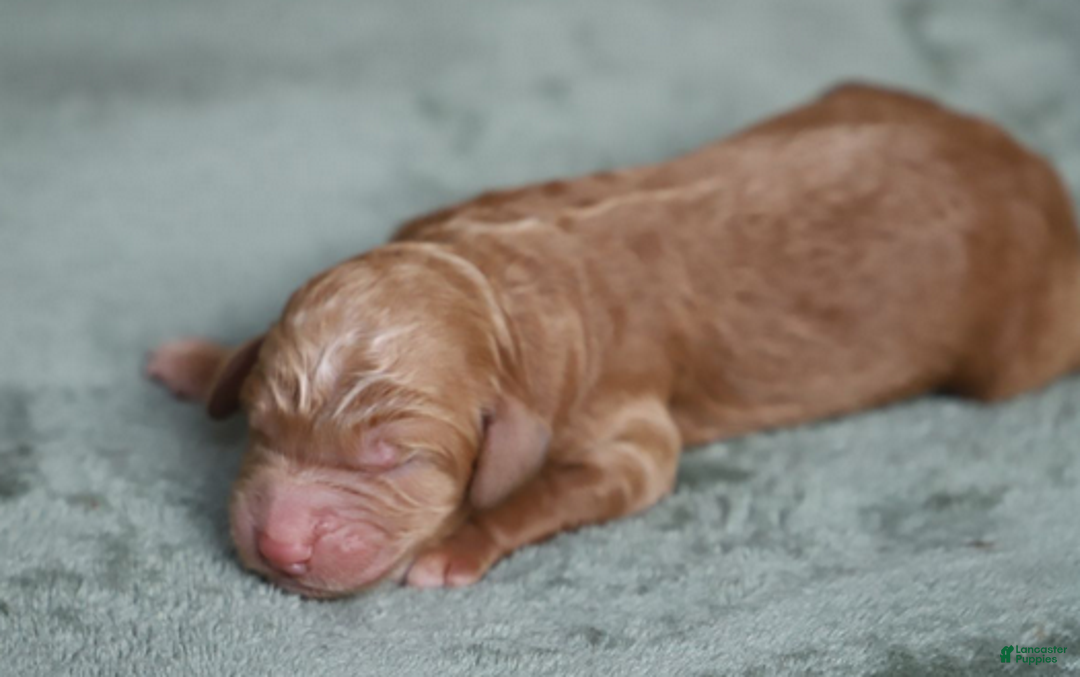 Goldendoodle dogs for sale: Orion - Ad 5