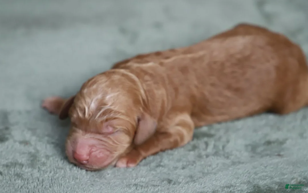 Goldendoodle dogs for sale: Orion - Ad 5